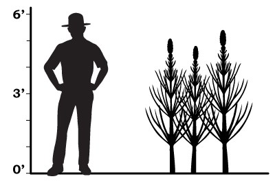 a size comparison that shows that equisetum was about shoulder height on an average man