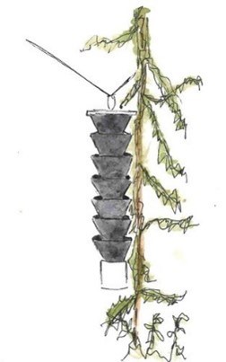 spruce trap small Illustration of a trap hanging vertically next to a spruce tree.
