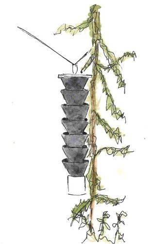 spruce trap