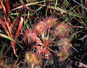 Round-leaved Sundew. Round-leaved Sundew.