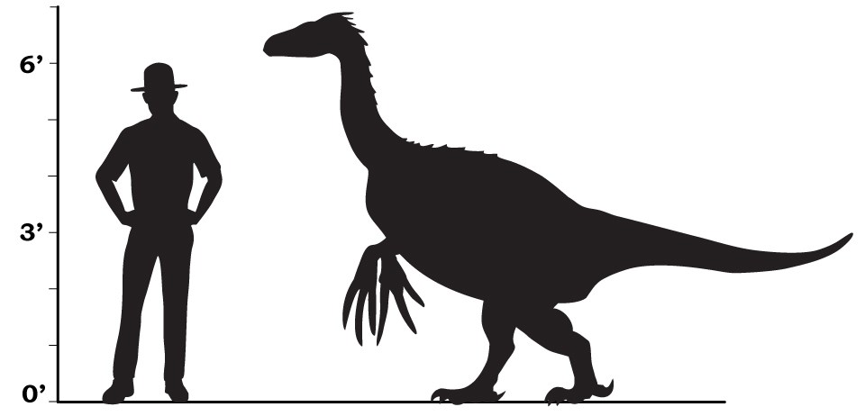 a size comparison that shows that a therizinosaur is taller than an average human