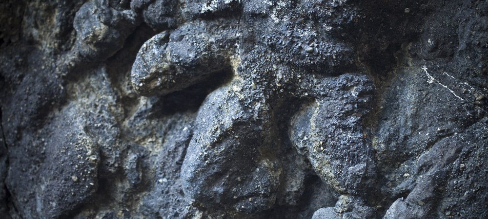 a close up on a three-toed theropod track fossil
