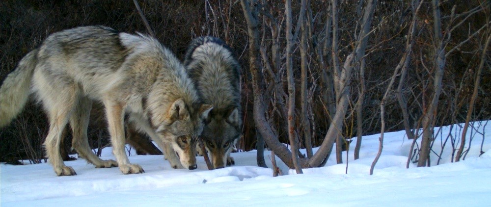 two wolves in the snow look at the camera