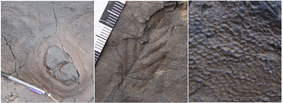 trace fossil that show dinosaur dung, a leaf imprint, and a skin imprint