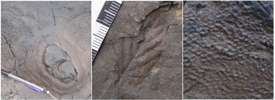 trace fossil that show dinosaur dung, a leaf imprint, and a skin imprint