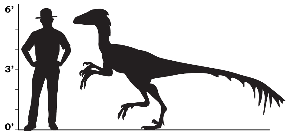 troodon dinosaur size