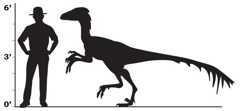 a size comparison that shows a park ranger and a troodon were about the same height