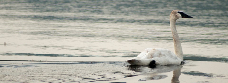 Large white bird swims in water Large white bird swims in water