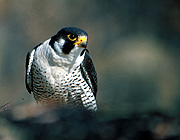 Peregrine Falcon. Peregrine Falcon.