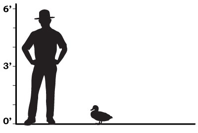 size comparison showing a park ranger towering over a duck