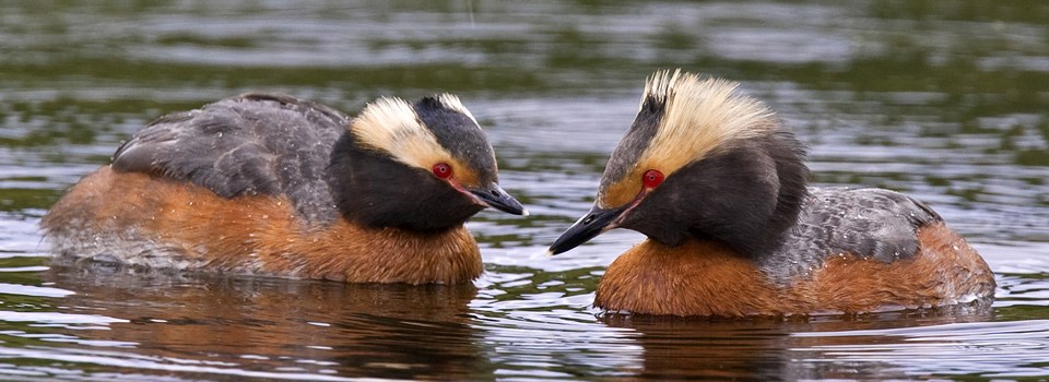grebes swim in a lake