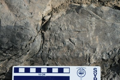 a ruler next to water fowl fossilized tracks
