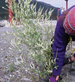 In an open gravel area, a person pulls up a plant with many tiny white flowers.