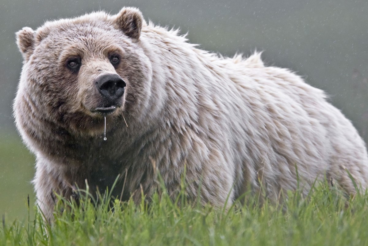 Mammals Denali National Park & Preserve (U.S. National Park Service)