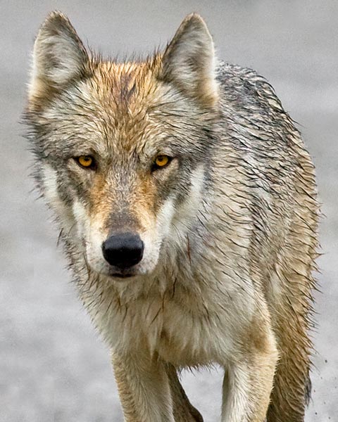 closeup of a wolf closeup of a wolf