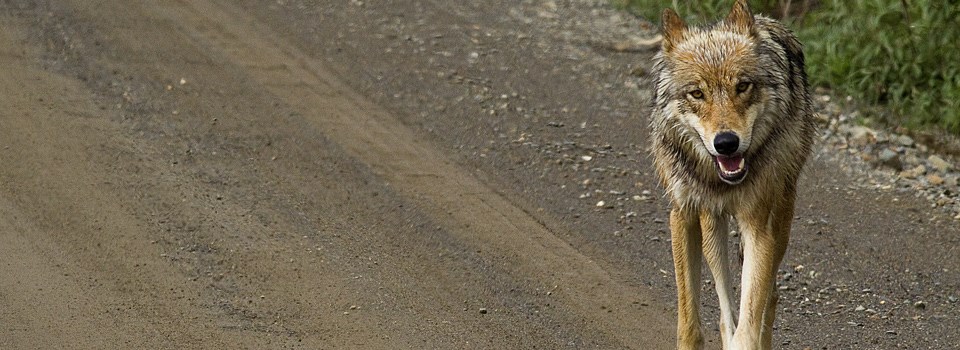 a wolf walks towards the camera on a gravel road a wolf walks towards the camera on a gravel road