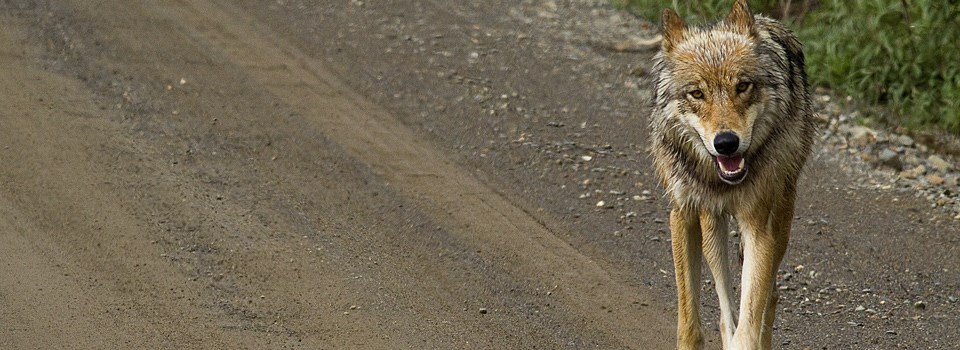 a wolf walks towards the camera on a gravel road