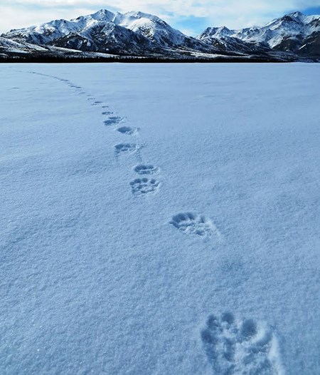 wolverine tracks lead across a snowy plain towards mountains