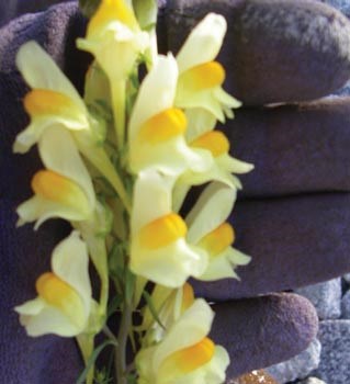 Closeup of the top of a plant with white and yellow flowers being held in a person's hand.