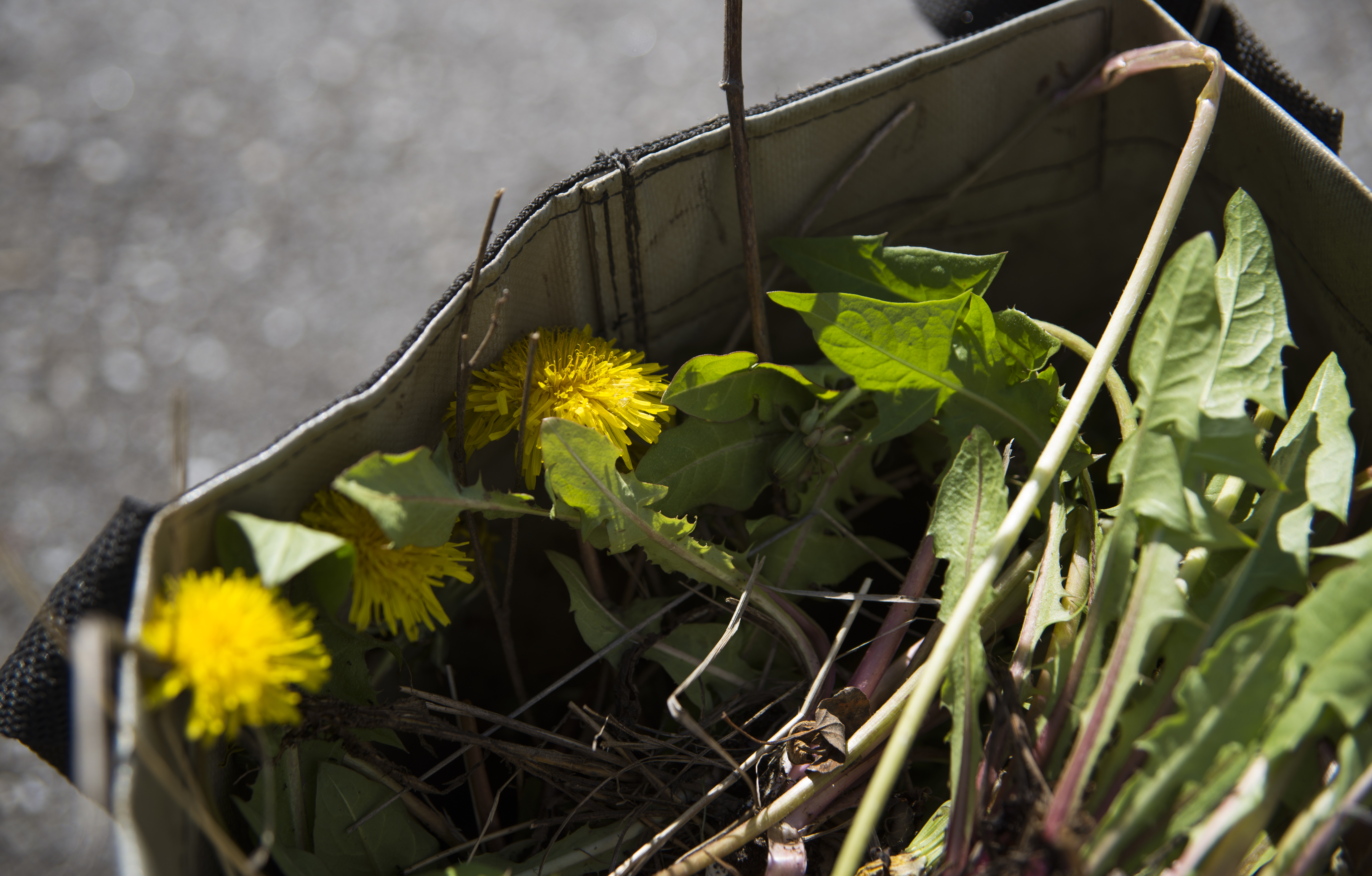 DSC_5269 cardboard box full of dandelions