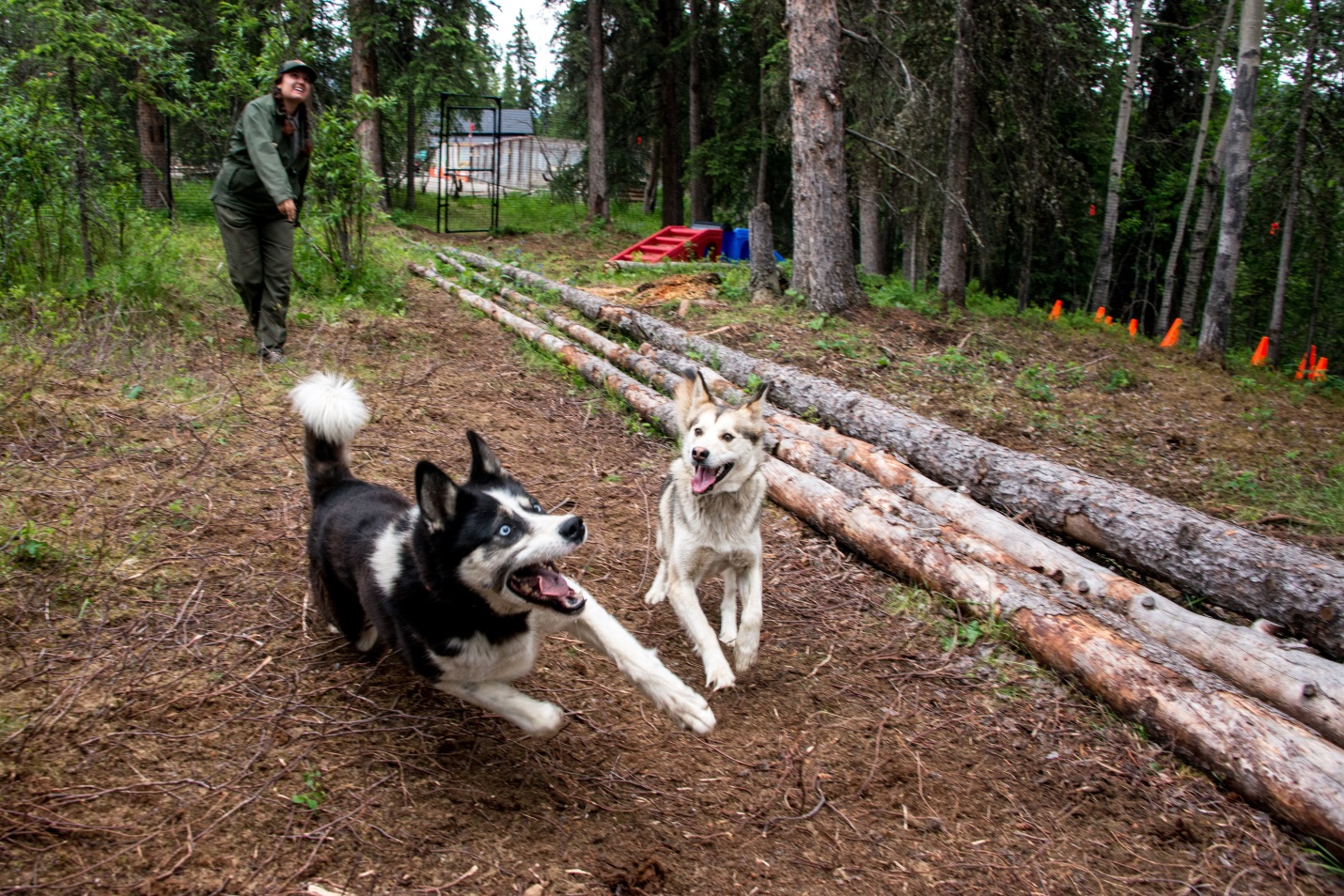 a ranger throwing a stick for two huskies to chase