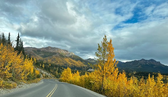 A gently curving, paved, two-lane road winds between golden yellow aspens and willows, interspersed by occasional green spruce trees. A mountainside in the distance is covered in yellow fall color as well.