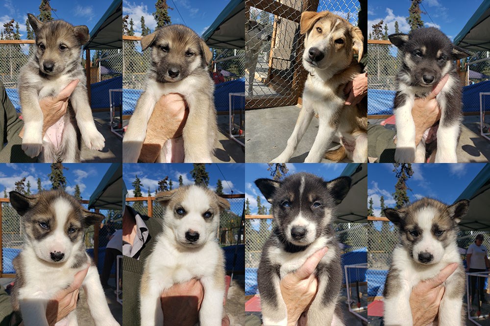 montage of eight puppies being held in the air