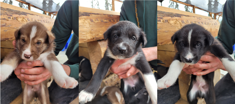 A collage of three photos. Each photo shows one of the three puppies being held in a person's hands. One puppy is brown and white and the other two are black and white.