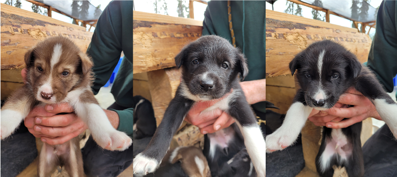 Webcam: Sled Dog Puppies - Denali National Park & Preserve (U.S. National Park Service)