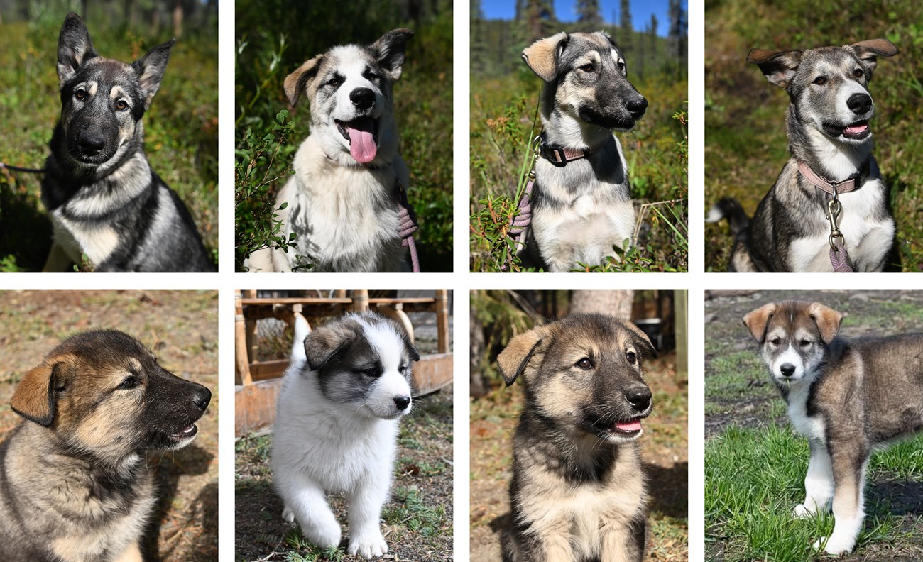 A collage with photos of 4 puppies at two months and four months old.