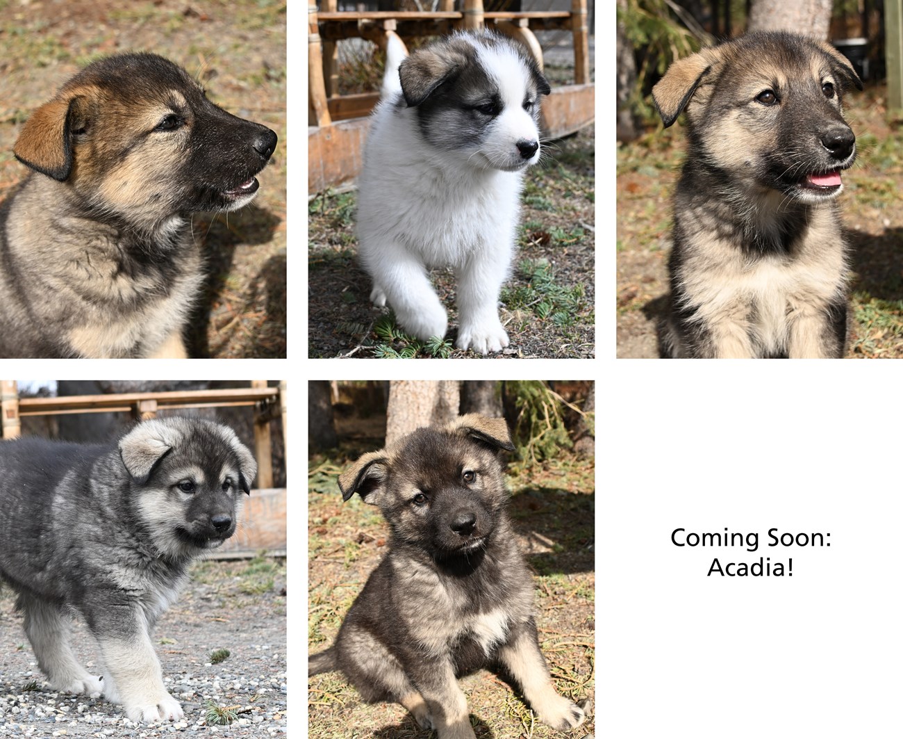 A collage of 5 photos of young Alaskan husky puppies