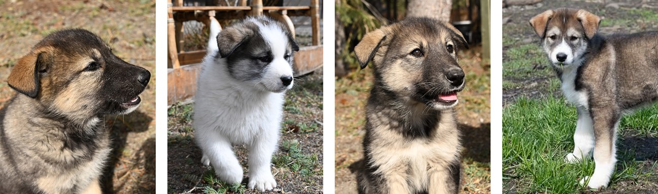 A collage of 4 photos of young Alaskan husky puppies