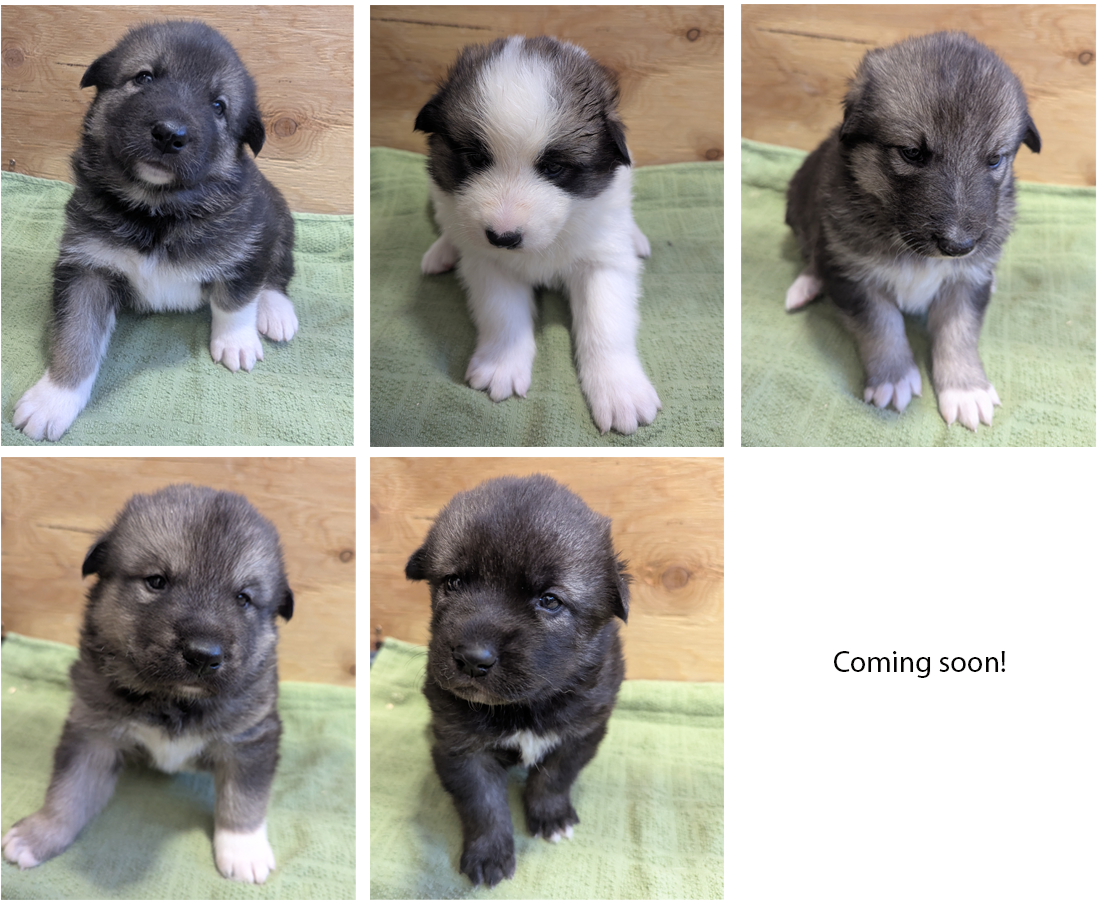 A collage of 5 photos of young Alaskan husky puppies