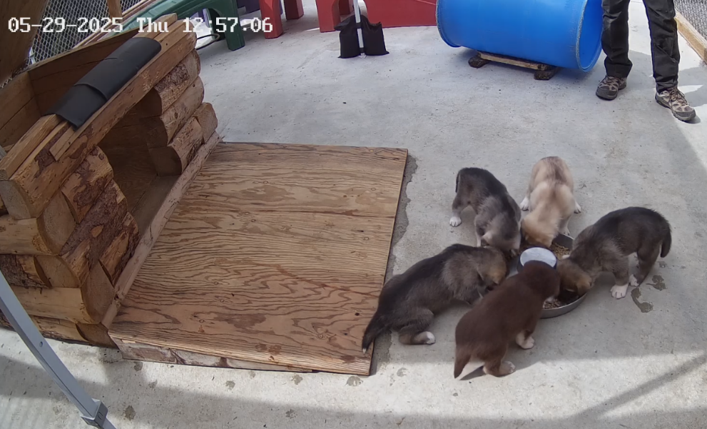 Denali NP Visitor Center live webcam