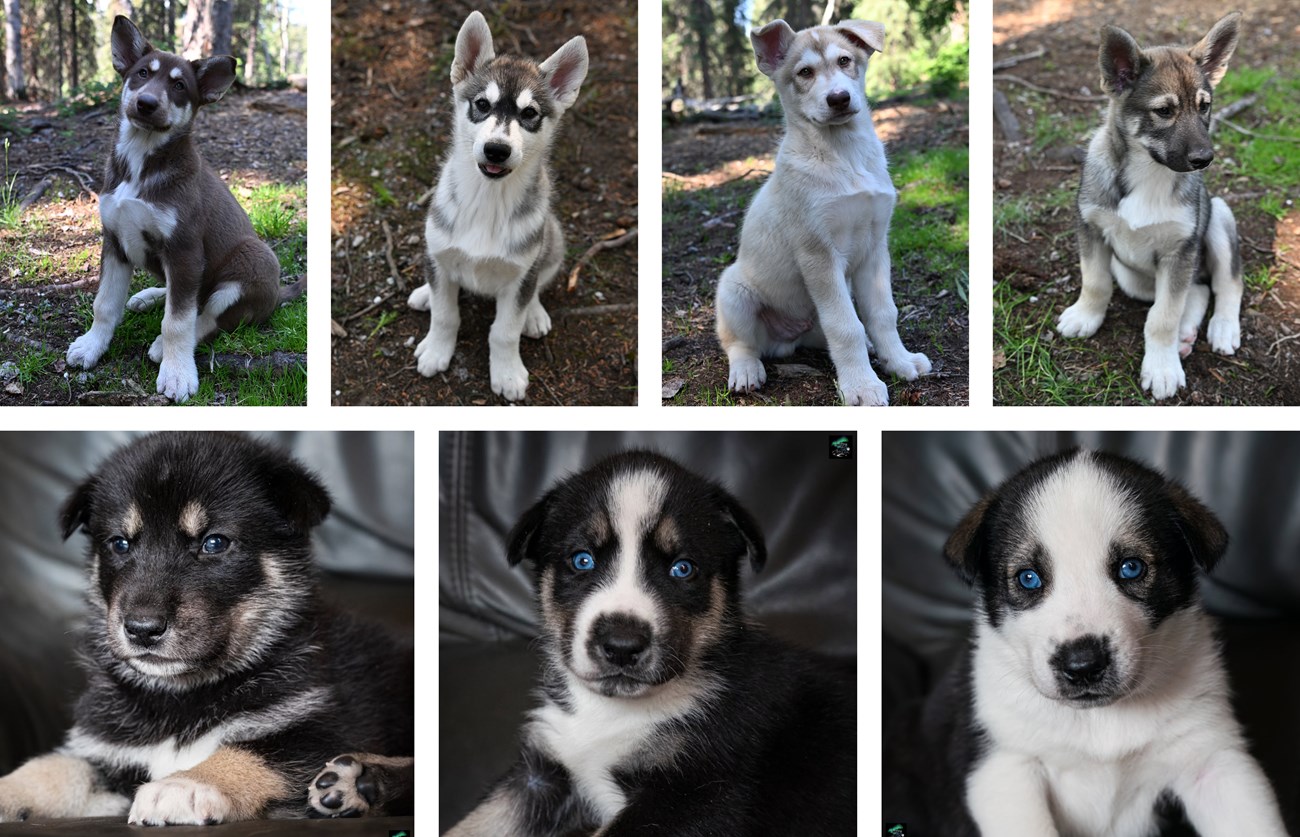 A collage of seven photos of young Alaskan husky puppies. One puppy is brown and white, one is light tan, two are gray and white, and the remaining three are a mix of black with areas of brown and white.