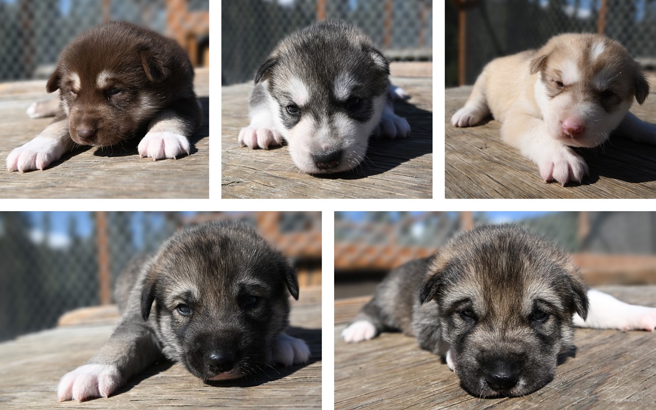 A collage of five photos of young Alaskan husky puppies each laying on a wooden platform. One puppy is mostly brown, one is light tan, and the remaining three are a mix of gray, black and white.