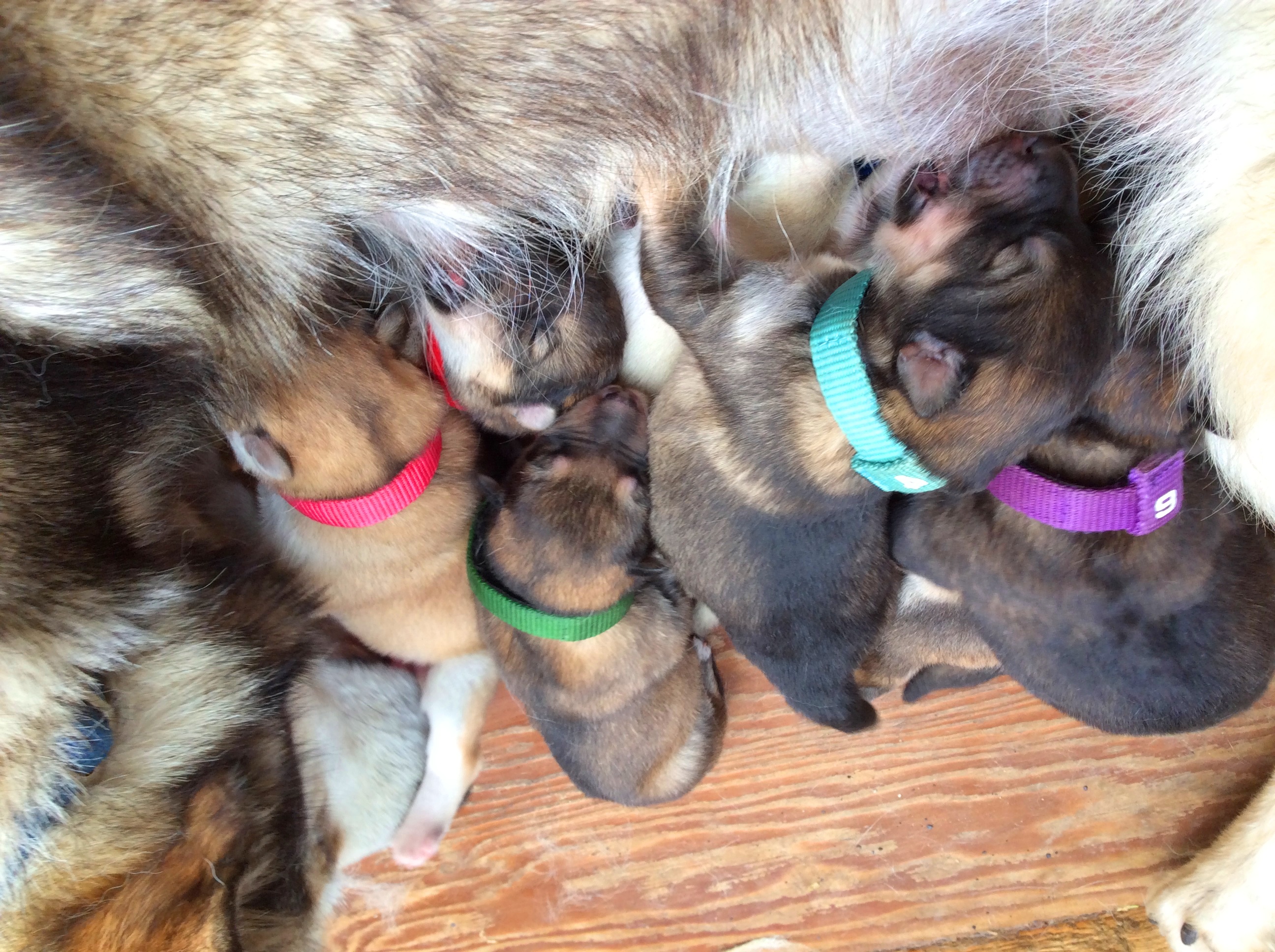 webcam sled dog puppies denali national park preserve u s