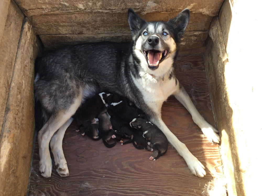 Webcam: Sled Dog Puppies - Denali National Park & Preserve (U.S