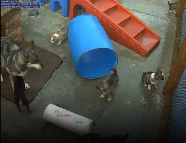 five sled dog puppies and an adult dog in a pen full of toys