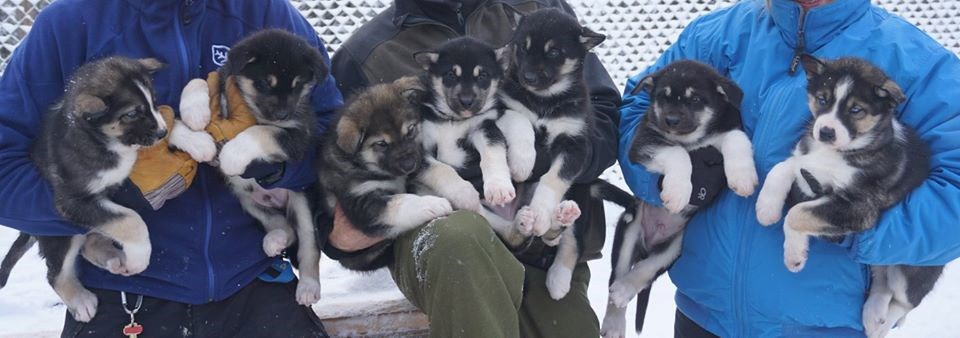 Webcam Sled Dog Puppies Denali National Park Preserve U S National Park Service Webcam Sled Dog Puppies Denali National Park Preserve U S National Park Service