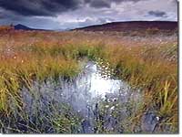 Bogs