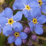 Summer's flowers make a fleeting appearance