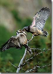 Fledglings are protected and fed by their parents until they reach independence at approximately 2 1/2 to 3 months of age