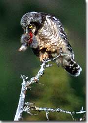 Unlike many other owls, northern hawk owls hunt primarily by day