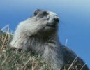 Image of Hoary marmot