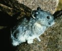 Image of Collared Pika Image of Collared Pika