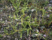club moss