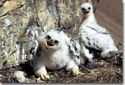 Golden eagle nestlings