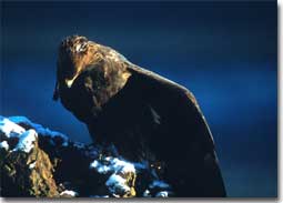 Golden eagle fledgling