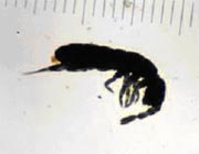 Collembola (springtail).